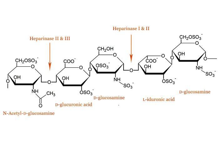 肝素酶酶I