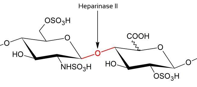 重组肝素酶II
