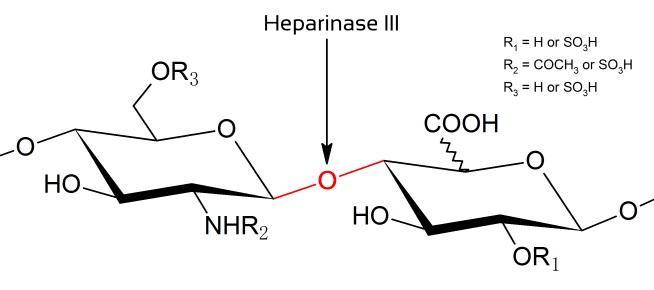 重组肝素酶III